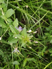 Cleome rutidosperma