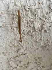 Bistanta mexicana