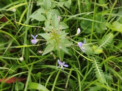 Cleome rutidosperma