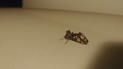Chrysodeixis