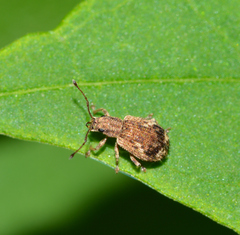 Pseudoedophrys hilleri