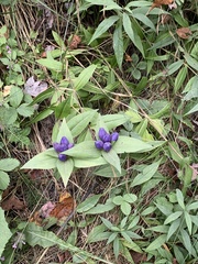 Gentiana clausa