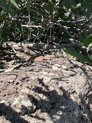 Sceloporus tristichus