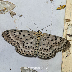 Percnia