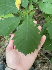 Quercus muehlenbergii