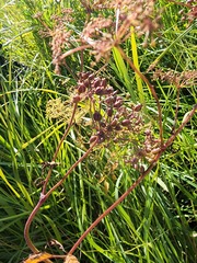 Cicuta maculata victorinii