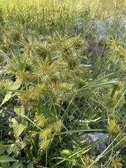 Cyperus odoratus