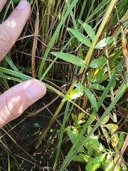Cicuta maculata victorinii