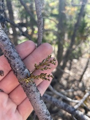 Arceuthobium vaginatum