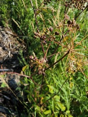 Cicuta maculata maculata