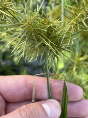 Cyperus odoratus