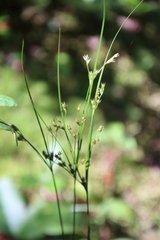 Juncus tenuis