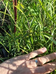 Cicuta maculata maculata