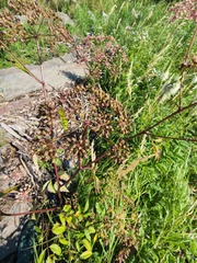 Cicuta maculata maculata