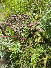 Cicuta maculata victorinii