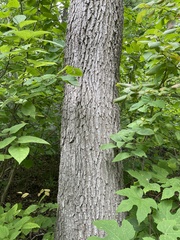 Quercus muehlenbergii