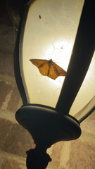 Prochoerodes lineola