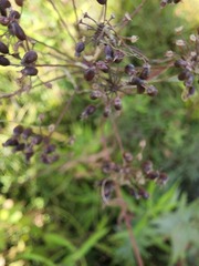 Cicuta maculata victorinii