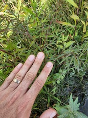 Cicuta maculata victorinii