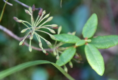 Rhododendron groenlandicum