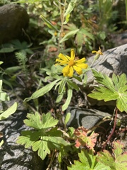 Heterotheca villosa