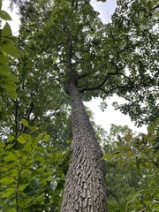 Quercus muehlenbergii