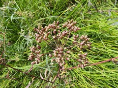 Cicuta maculata victorinii