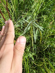 Cicuta maculata victorinii