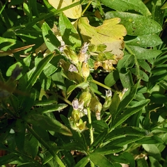 Polemonium californicum