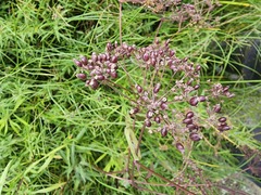 Cicuta maculata victorinii