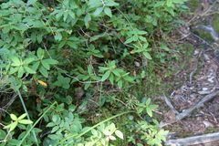 Rhododendron groenlandicum