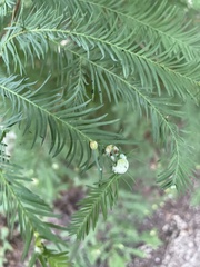 Taxodiomyia cupressiananassa