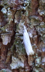Crambus albellus