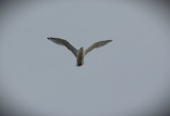Larus argentatus