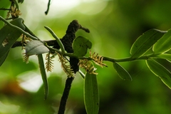 Campylocentrum micranthum