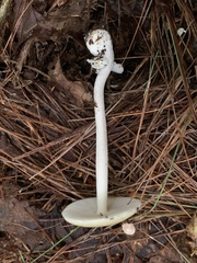 Amanita lavendula