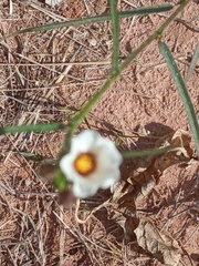 Sida linifolia