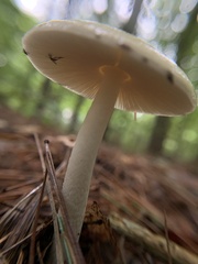 Amanita lavendula