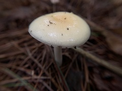 Amanita lavendula