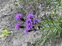 Liatris cylindracea
