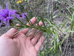 Liatris cylindracea