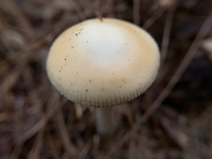 Amanita lavendula
