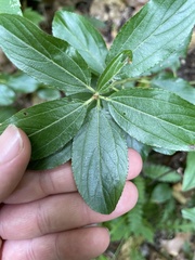 Ceanothus americanus