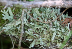 Cladonia squamosa