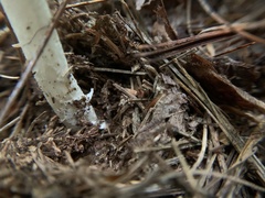 Amanita lavendula