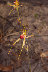 Caladenia pectinata