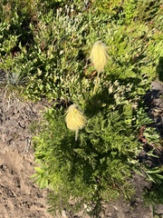Pulsatilla occidentalis