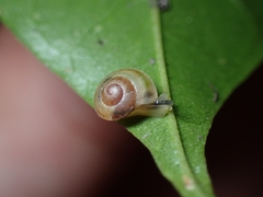 Coneuplecta