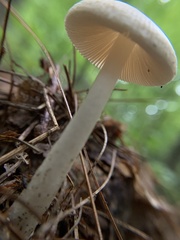 Amanita lavendula