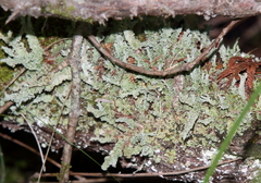 Cladonia squamosa